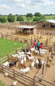 Agriculture
