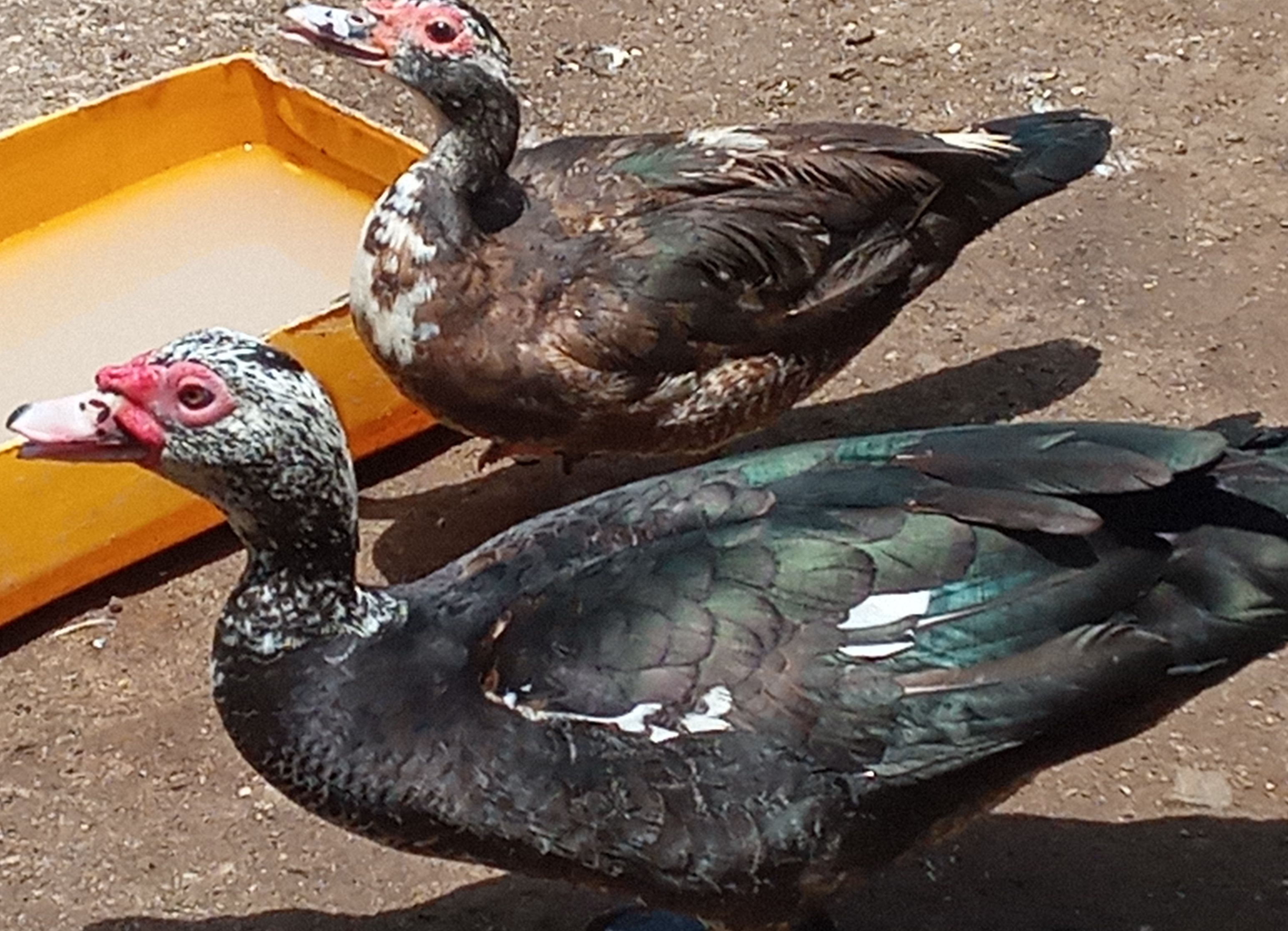 Live Duck