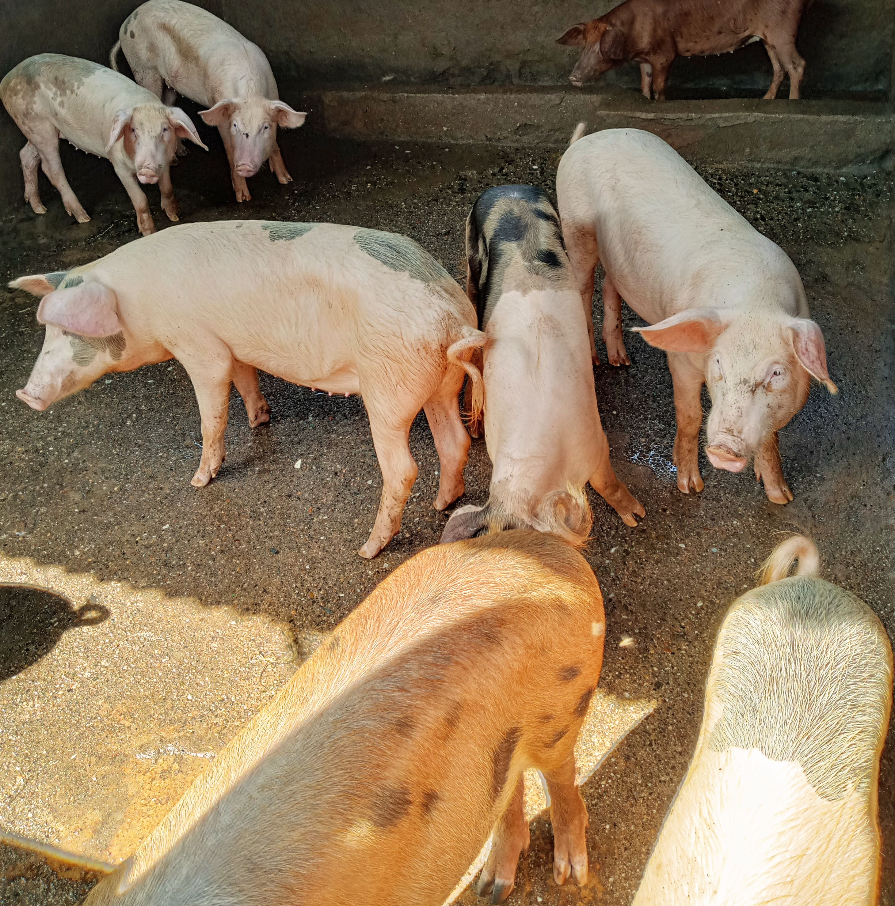 Live Pigs