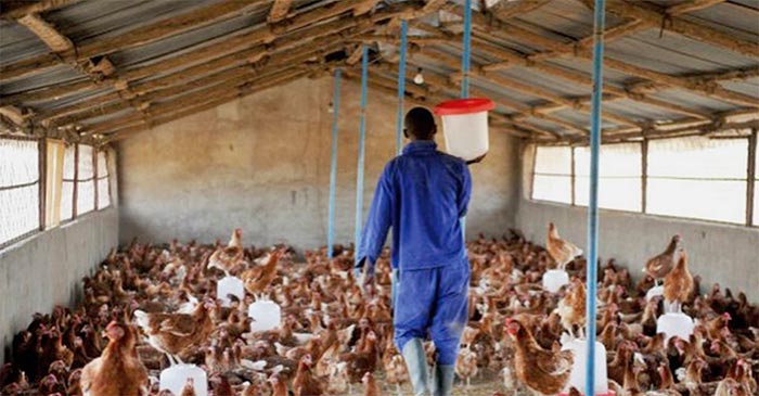 Poultry Farm Worker Needed Urgently