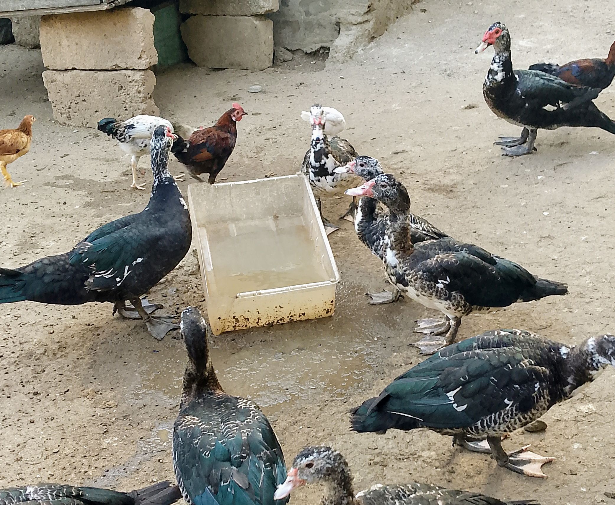 Male Live Ducks